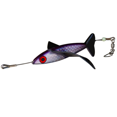 bird that will lure fish with bait Hawaiian Malolo